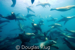No Sharks Here! A sea of sea lions greets divers at Anaca... by Douglas Klug 
